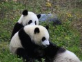 成都旅游攻略：成都怎么玩最好？2026首访路线、夜游与避坑指南