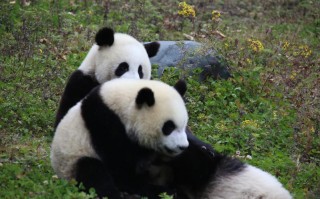 四川熊猫旅游：成都、都江堰、卧龙、碧峰峡5大基地怎么选？