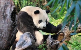 重庆到成都旅游：1小时高铁串联双城，3-6天这样玩更顺
