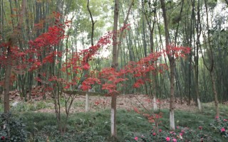 四川秋天去哪里旅游好：2026年10—11月错峰赏秋怎么选