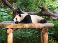 淄博去成都旅游：高铁/飞机怎么选？4天3晚经典行程与预算参考