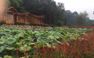 峨眉山红叶节：在“佛国仙山”的彩林里，赴一场秋日登高狂欢