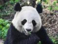 成都周边旅游地图：按方向选目的地，比盲目收藏更实用