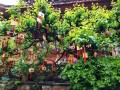 峨眉山旅游网站｜把门票、车票、公告和行程一次查清楚