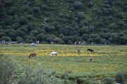 四川自由行5天怎么安排：三条路线，三种节奏