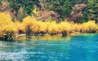 米亚罗最佳红叶：赴一场3688平方公里的"红色风暴"