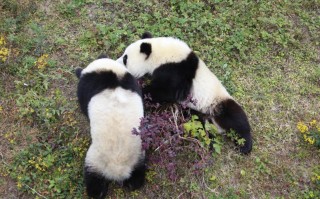 去四川成都旅游：从“第一次来成都”到“玩得不赶”