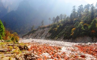 米亚罗红叶摩托：解锁“300公里无门票开放式彩林”与骑士精神，在10月下旬邂逅川西诗行