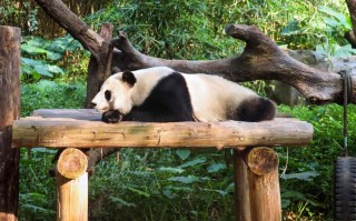 成都旅游路线：1-5日都能抄作业，熊猫、古城、夜游和周边一次安排