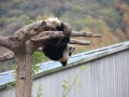 成都市内一日游报团：11月三档价格拆开看，一天走透熊猫、武侯祠与宽窄巷子