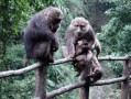 成都到峨眉山旅游｜先选方式，再定行程