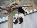 成都旅游2日游：熊猫基地、宽窄巷子、武侯祠、九眼桥经典路线