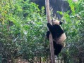 重庆景区十大旅游景点地图高清版，我踩了无数*才搞明白