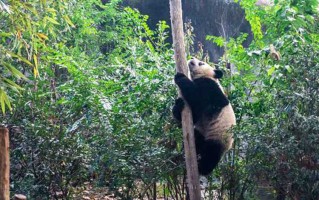 重庆景区十大旅游景点地图高清版，我踩了无数*才搞明白