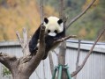 成都周边景区一日游：11月出发，一天也能看尽彩林、熊猫与山水