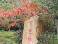 成都周边一日游按季节怎么选：10月底至11月彩林、银杏、古镇、温泉都能安排