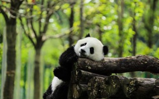 上林县十大风景区？别信排名，这5个地方值得去
