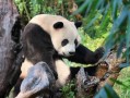 4月成都周边旅游｜暮春花海、放水节、云海与萤火虫，五一出行抢先看