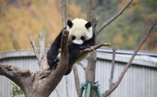 四川高端旅游：不只是贵，而是把稀缺体验安排得更从容