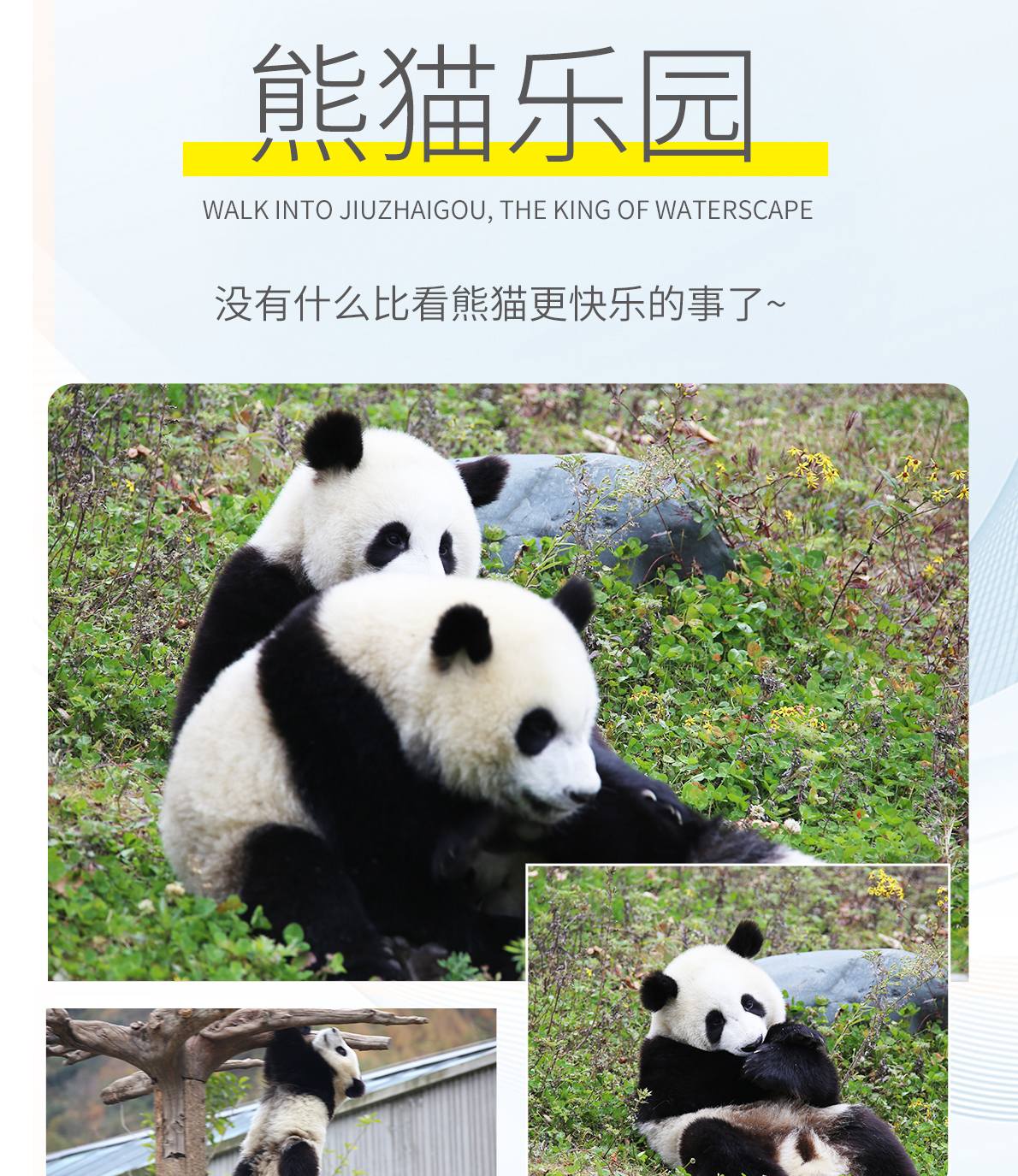 三日游,九寨沟+黄龙+熊猫谷/都江堰2-8人纯玩小团,心之所向,成都到九寨沟旅游团-第8张图片-四川省中国青年旅行社官网 四川中青旅 三日游,九寨沟+黄龙+熊猫谷/都江堰2-8人纯玩小团,心之所向,成都到九寨沟旅游团-第8张图片-四川省中国青年旅行社官网 四川中青旅