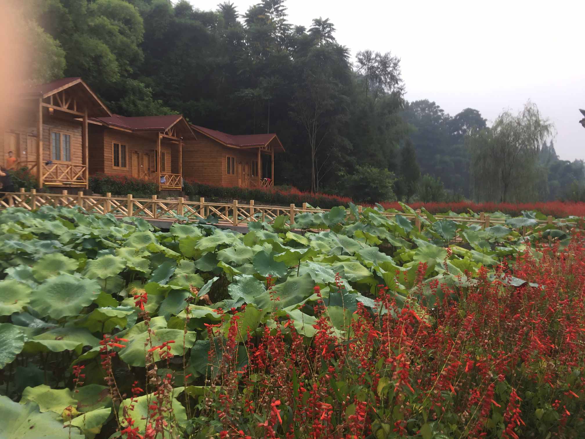 峨眉山红叶节:在“佛国仙山”的彩林里,赴一场秋日登高狂欢-第1张图片-四川省中国青年旅行社官网 四川中青旅 峨眉山红叶节:在“佛国仙山”的彩林里,赴一场秋日登高狂欢-第1张图片-四川省中国青年旅行社官网 四川中青旅