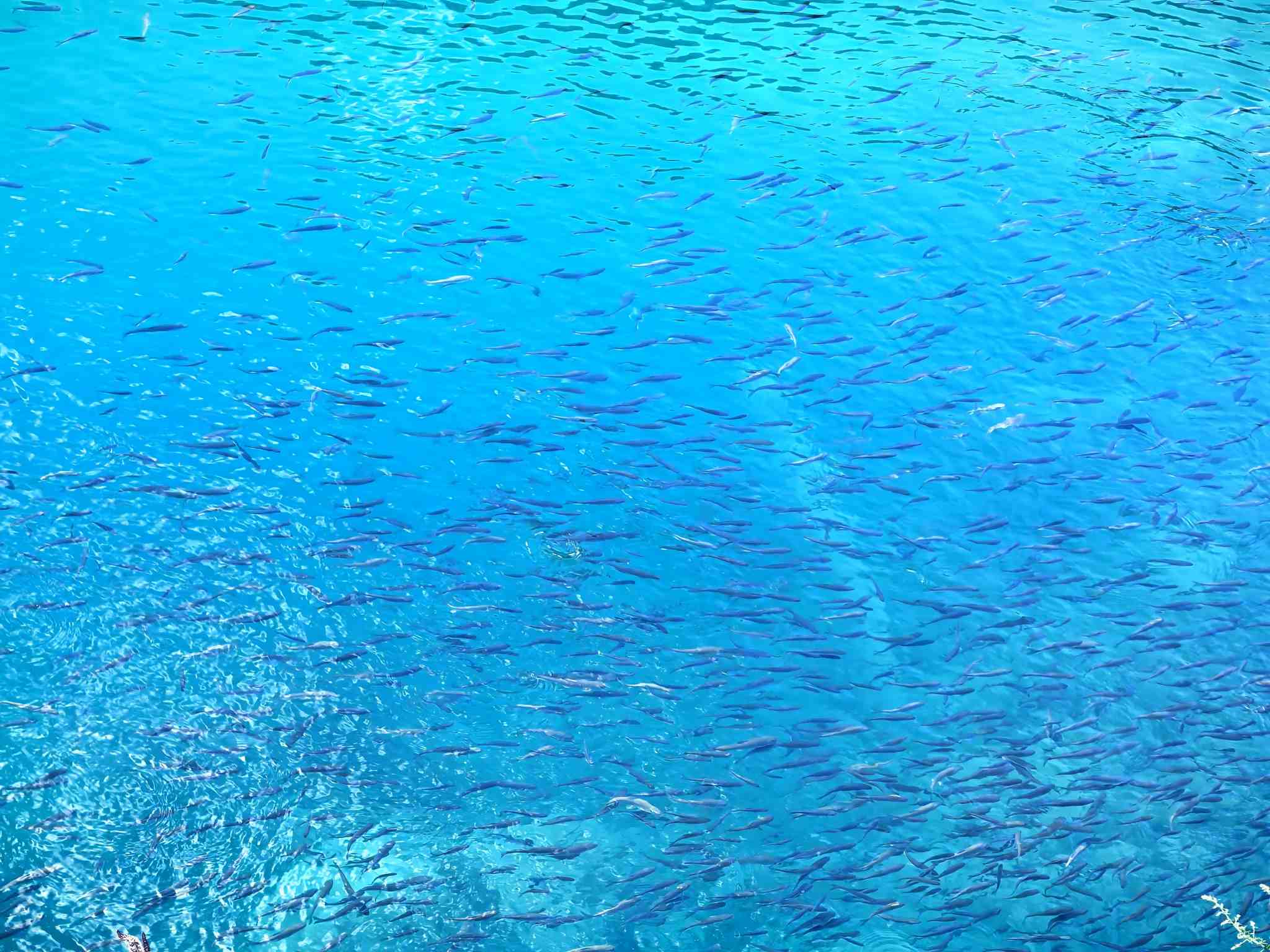 今日米亚罗红叶:解码“实时气象追踪”与高海拔变色法则,在10月下旬邂逅川西诗行-第2张图片-四川省中国青年旅行社官网 四川中青旅 今日米亚罗红叶:解码“实时气象追踪”与高海拔变色法则,在10月下旬邂逅川西诗行-第2张图片-四川省中国青年旅行社官网 四川中青旅