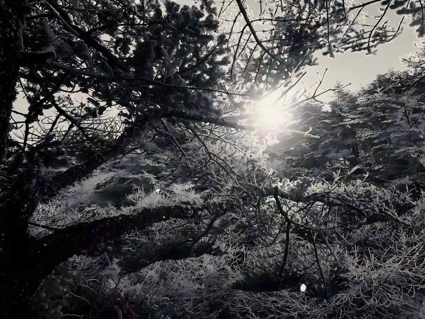 2026峨眉山红叶：解锁“全山寺院免香花券新规”与立体海拔寻色法则，在10月下旬邂逅仙山诗行-第1张图片-四川省中国青年旅行社官网 四川中青旅