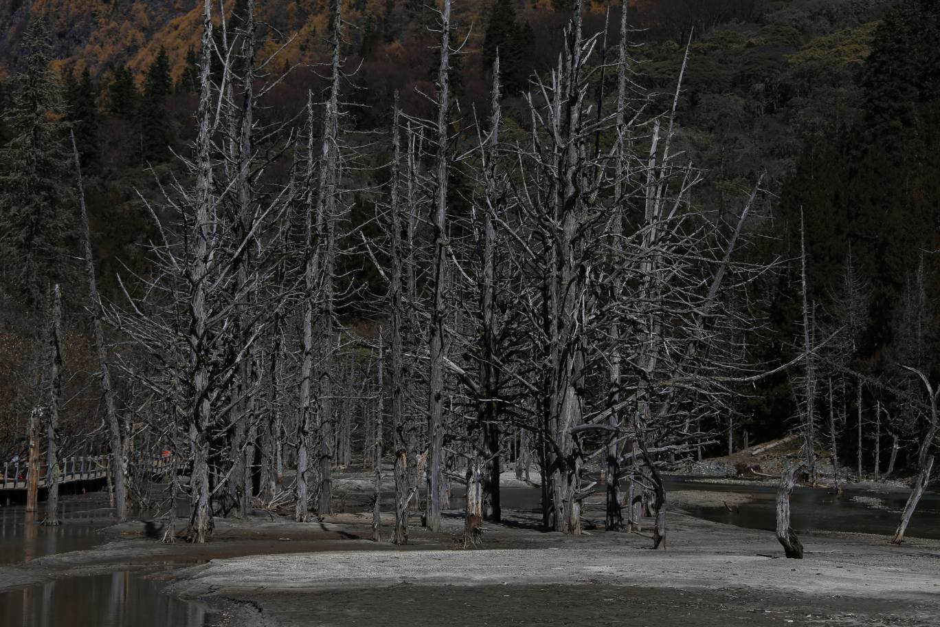 四姑娘山红叶几号:解锁“9月绿意酝酿”与10月巅峰期前瞻,在10月下旬邂逅东方圣山诗行-第2张图片-四川省中国青年旅行社官网 四川中青旅 四姑娘山红叶几号:解锁“9月绿意酝酿”与10月巅峰期前瞻,在10月下旬邂逅东方圣山诗行-第2张图片-四川省中国青年旅行社官网 四川中青旅