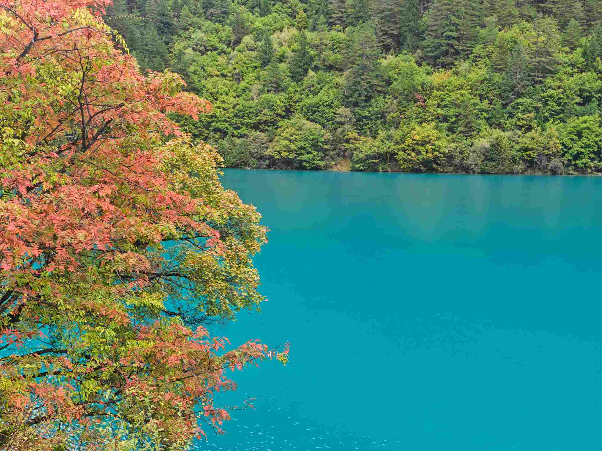 九寨沟彩林红叶:解锁“9月绿意酝酿”与10月巅峰期前瞻,在10月下旬邂逅童话世界诗行-第2张图片-四川省中国青年旅行社官网 四川中青旅 九寨沟彩林红叶:解锁“9月绿意酝酿”与10月巅峰期前瞻,在10月下旬邂逅童话世界诗行-第2张图片-四川省中国青年旅行社官网 四川中青旅