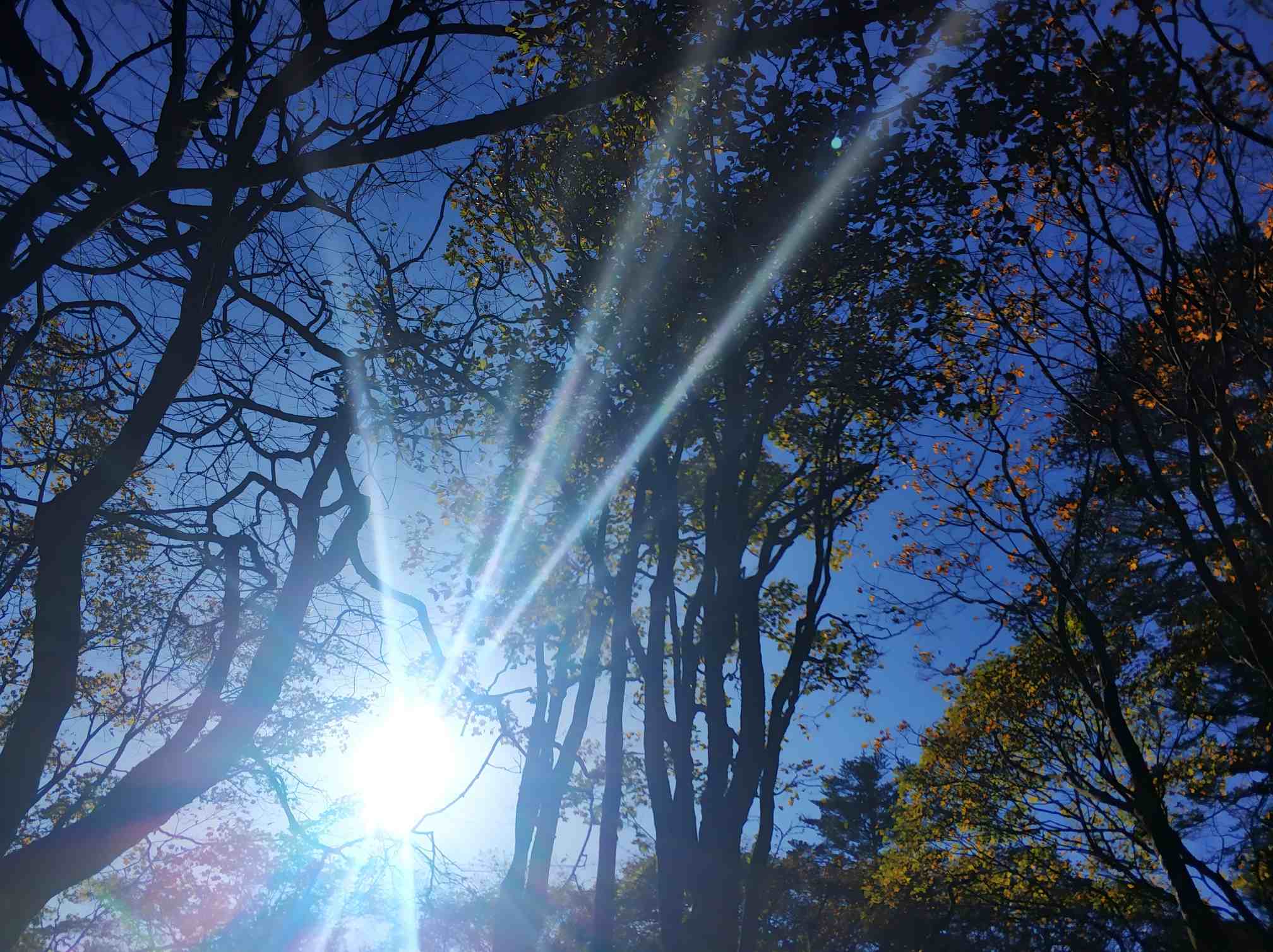 峨眉山深山红叶:解锁“9月绿意酝酿”与10月巅峰期前瞻,在10月下旬邂逅东方圣山诗行-第1张图片-四川省中国青年旅行社官网 四川中青旅 峨眉山深山红叶:解锁“9月绿意酝酿”与10月巅峰期前瞻,在10月下旬邂逅东方圣山诗行-第1张图片-四川省中国青年旅行社官网 四川中青旅