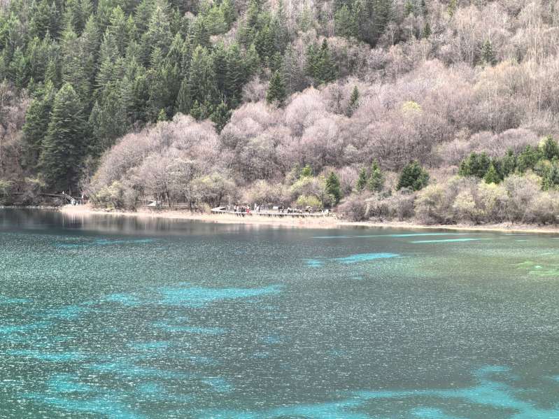 2023年12月九寨沟每日入园人数统计与客流趋势分析-第1张图片-四川省中国青年旅行社官网 四川中青旅