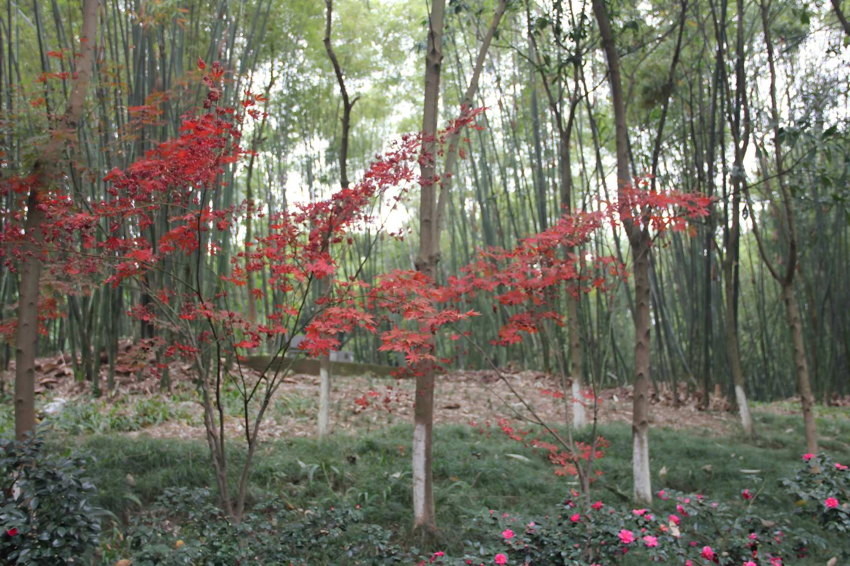 国庆出游成都周边旅游:2026成都周边小众古镇与山野秘境全攻略-第1张图片-四川省中国青年旅行社官网 四川中青旅 国庆出游成都周边旅游:2026成都周边小众古镇与山野秘境全攻略-第1张图片-四川省中国青年旅行社官网 四川中青旅