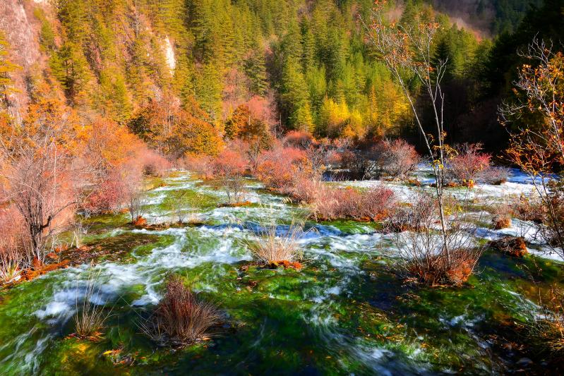 九寨沟旅游最佳时间:2026彩林、避暑、蓝冰与错峰出行全解析-第1张图片-四川省中国青年旅行社官网 四川中青旅 九寨沟旅游最佳时间:2026彩林、避暑、蓝冰与错峰出行全解析-第1张图片-四川省中国青年旅行社官网 四川中青旅