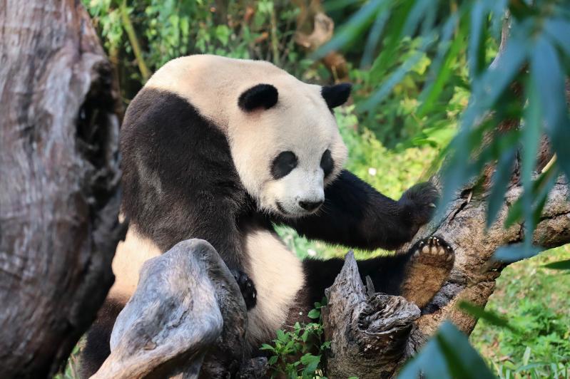 重庆到成都旅游:1小时高铁串联双城,3-6天这样玩更顺-第1张图片-四川省中国青年旅行社官网 四川中青旅 重庆到成都旅游:1小时高铁串联双城,3-6天这样玩更顺-第1张图片-四川省中国青年旅行社官网 四川中青旅