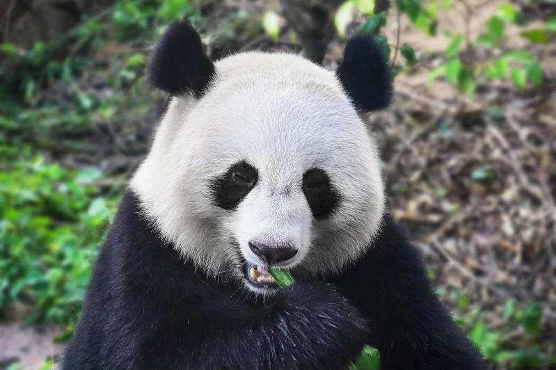 成都旅游三日游攻略:3天玩转熊猫、都江堰与乐山大佛-第1张图片-四川省中国青年旅行社官网 四川中青旅 成都旅游三日游攻略:3天玩转熊猫、都江堰与乐山大佛-第1张图片-四川省中国青年旅行社官网 四川中青旅