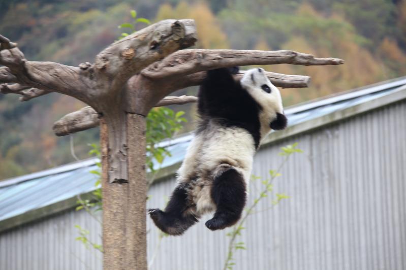 成都旅游景点有哪些景点推荐?按需求选,比按排名选更靠谱-第1张图片-四川省中国青年旅行社官网 四川中青旅 成都旅游景点有哪些景点推荐?按需求选,比按排名选更靠谱-第1张图片-四川省中国青年旅行社官网 四川中青旅