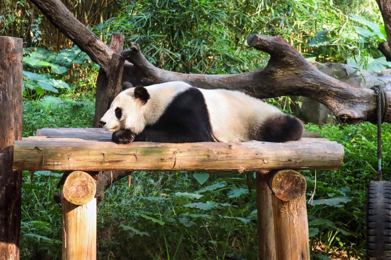 苏州到成都旅游攻略:高铁11小时直达,5天4晚吃住行全安排-第1张图片-四川省中国青年旅行社官网 四川中青旅 苏州到成都旅游攻略:高铁11小时直达,5天4晚吃住行全安排-第1张图片-四川省中国青年旅行社官网 四川中青旅