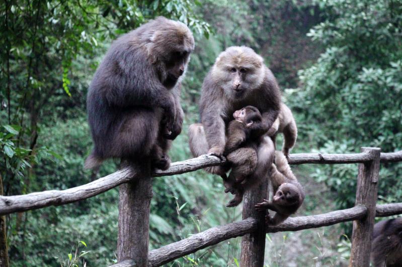 峨眉山旅游照片|金顶云海、清音溪谷、古刹禅意,这些机位更出片-第1张图片-四川省中国青年旅行社官网 四川中青旅 峨眉山旅游照片|金顶云海、清音溪谷、古刹禅意,这些机位更出片-第1张图片-四川省中国青年旅行社官网 四川中青旅
